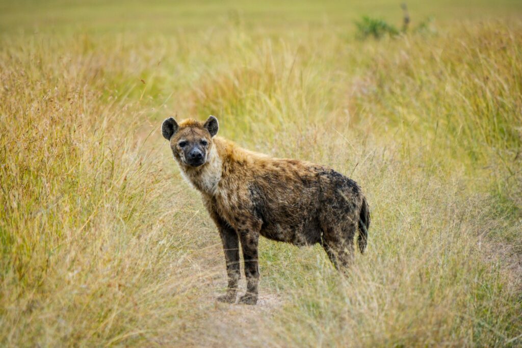 Beyond the Big Five: Exploring the Hidden Gems of Maasai Mara