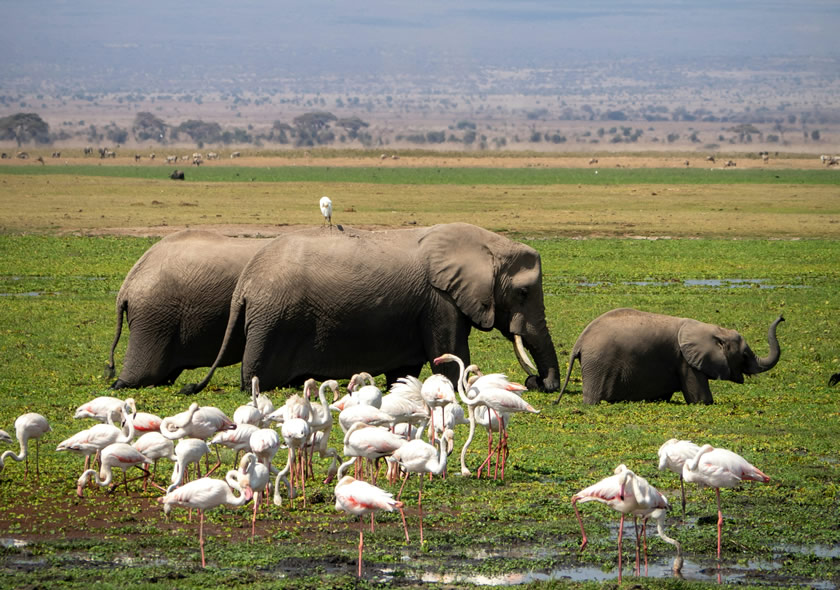 3 Days Amboseli National Park