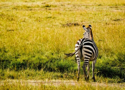 7 Days Magical Kenya Safari